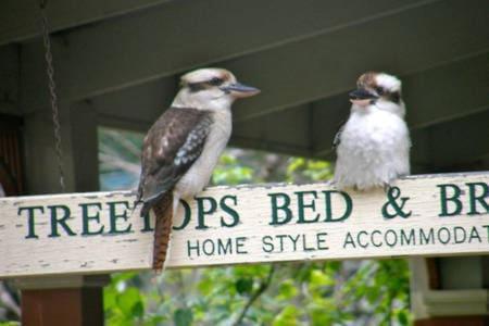 Treetops Bed & Breakfast Blackburn Extérieur photo
